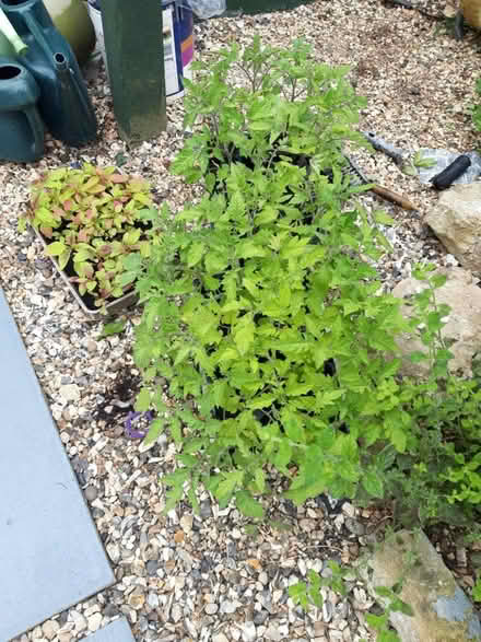 Photo of free Tomato and amaranth plants (Rose Hill OX4) #2