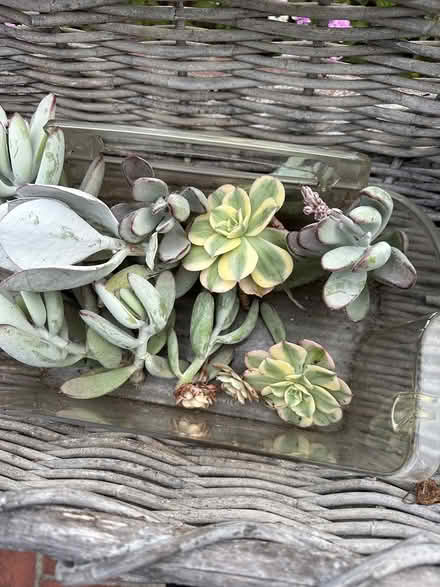 Photo of free LOTS of succulents (Mill Valley) #4