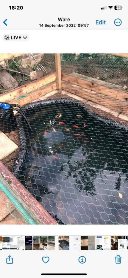 Photo of Water lilys (SG12 Ware) #1