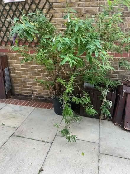 Photo of free Plant (Aldgate E1) #1