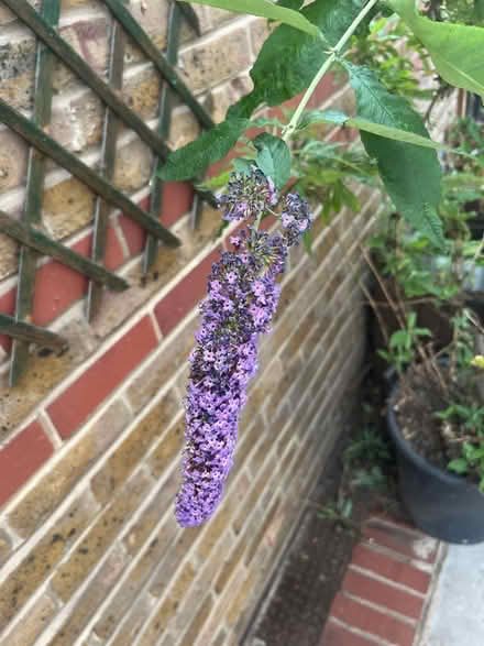 Photo of free Plant (Aldgate E1) #2