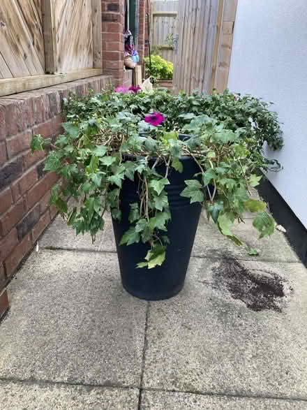 Photo of free 9 Garden plants (Graven Hill Depot OX25) #3
