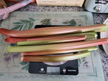 Photo of free Freshly cut rhubarb (Plumstead, SE18) #1
