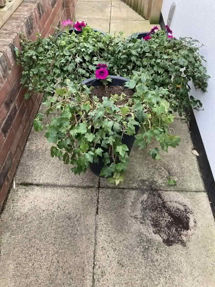 Photo of free 9 Garden plants (Graven Hill Depot OX25) #2