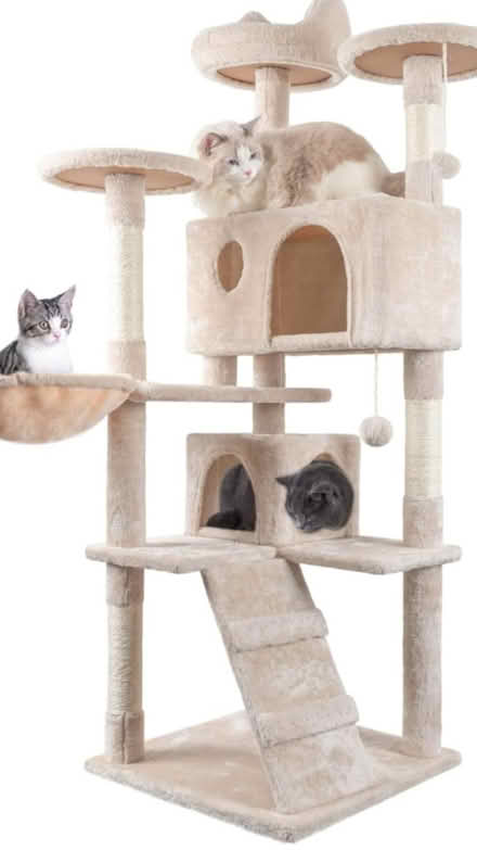 Photo of Anything cat / kitten related (Donington Le Heath LE67) #1