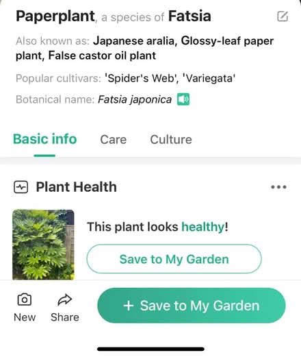 Photo of free Castor Oil Plant 8 foot high (Hemel Hempstead, HP1) #2