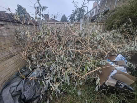 Photo of free Garden trimmings, possibly firewood (Derby, near Ashbourne Rd DE22) #1