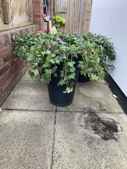 Photo of free 9 Garden plants (Graven Hill Depot OX25) #4