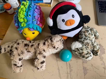 Photo of free Dog toys (New Marston OX3) #1
