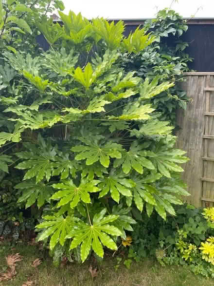 Photo of free Castor Oil Plant 8 foot high (Hemel Hempstead, HP1) #1