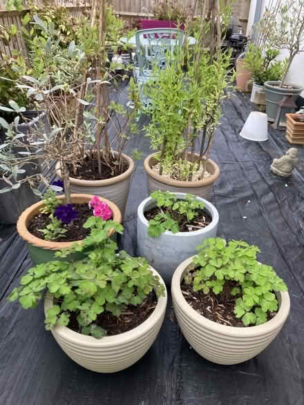 Photo of free 9 Garden plants (Graven Hill Depot OX25) #1