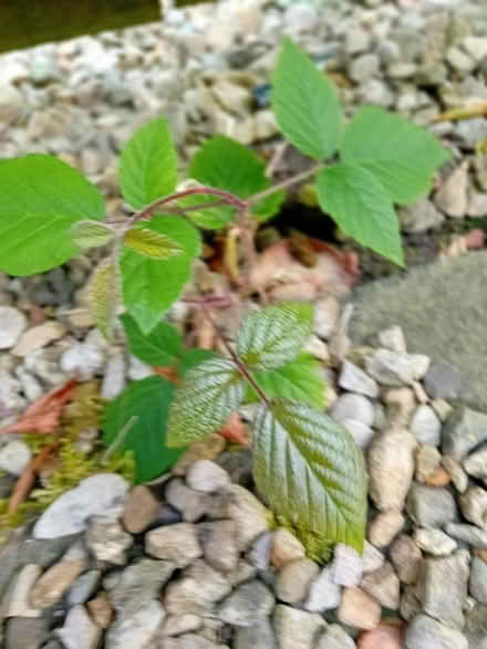 Photo of free 2 Small BlackBerry plants (Coundon Bishop Auckland) #2