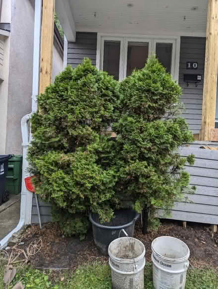 Photo of free Cedar bushes (The Beaches) #1