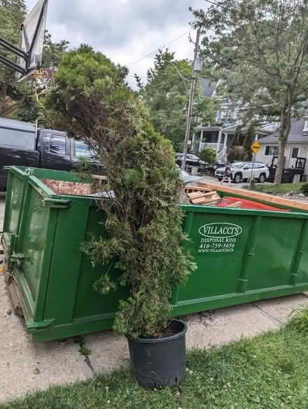 Photo of free Cedar bushes (The Beaches) #2