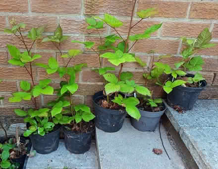 Photo of free blackberry "Chester" - five plants (Daybrook NG5) #1