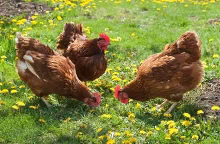 Photo of free Hens (Rosudgeon TR20) #1