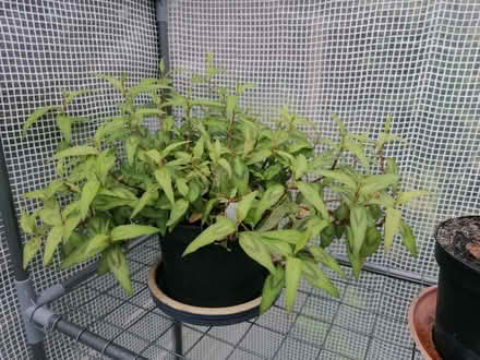 Photo of free Vietnamese Coriander (Penybont LD1) #1