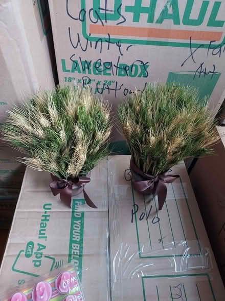 Photo of free 2 dried display plants (palisades Park) #1