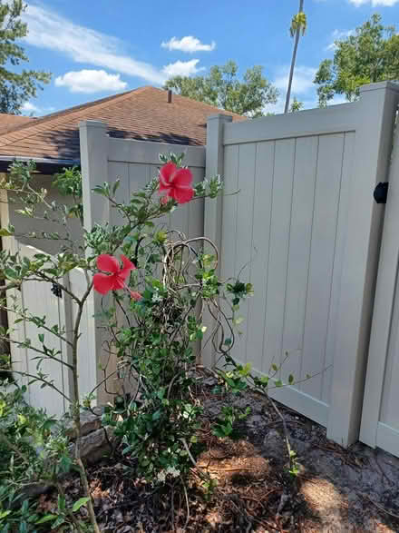 Photo of Trellis for My Jasmine Vine (Lake St. George area) #1