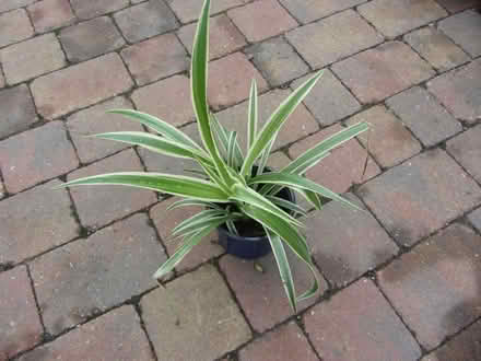 Photo of free House Plant (Malvern Link WR14) #1