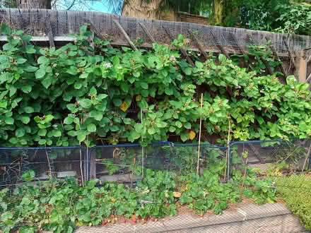 Photo of free blackberry "Chester" - five plants (Daybrook NG5) #2