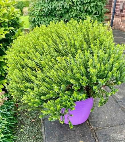 Photo of free Hebe Shrub (Bollington SK10) #1