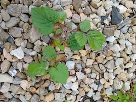 Photo of free 2 Small BlackBerry plants (Coundon Bishop Auckland) #1