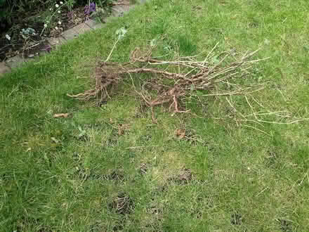 Photo of free Gooseberry Bushes (Stratford E15 4) #1