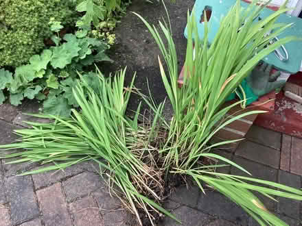 Photo of free Crocosmia (Morley LS27) #1