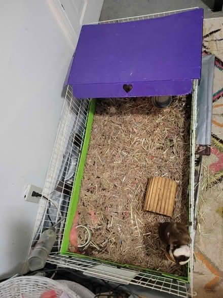 Photo of free Guinea pig cage Anacostia area (Dc) #1