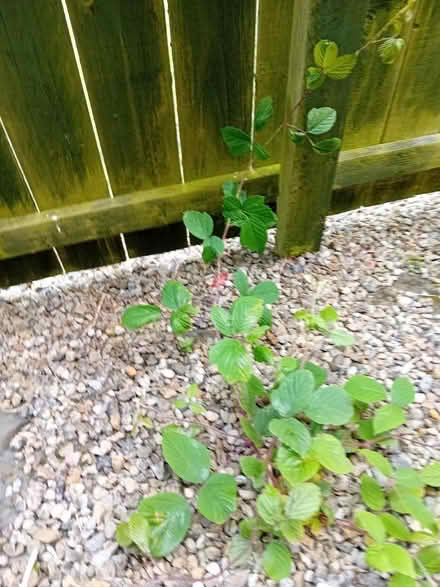 Photo of free BlackBerry seedling (Coundon Bishop Auckland) #1