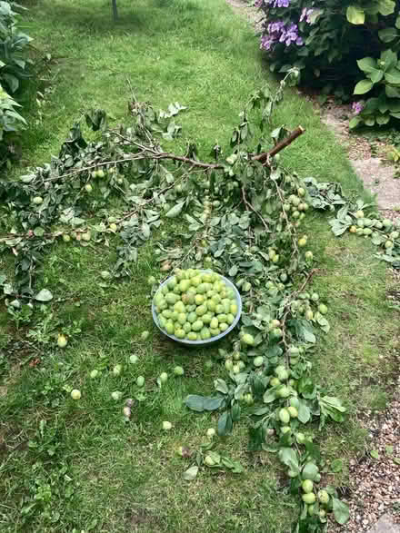 Photo of free Unripe plums (Forest Gate E7 0) #2