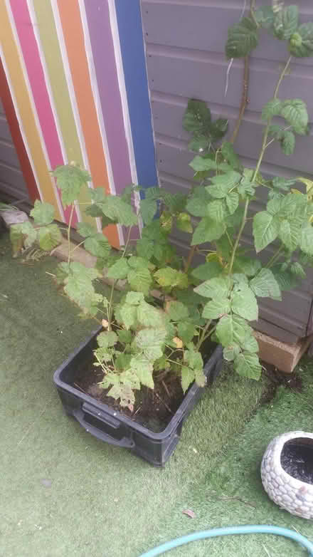 Photo of free Tayberry bush/cane (Parson cross S5) #1
