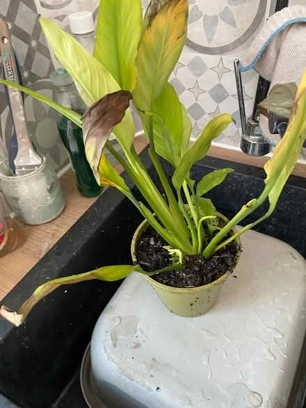 Photo of free Two peace plants (Cromford) #2