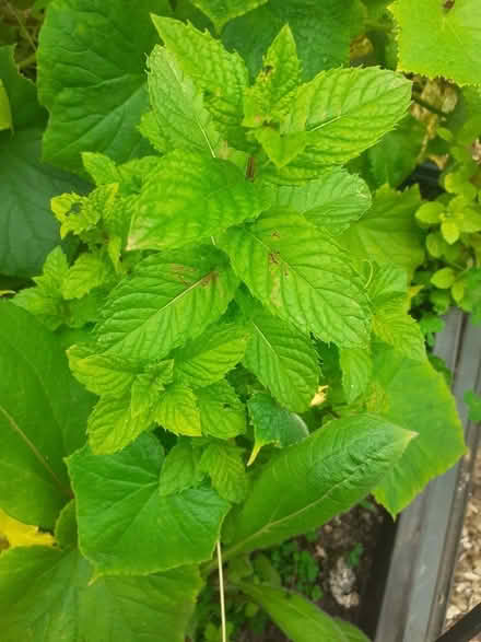 Photo of free English mint plants (Kents Hill MK7) #1