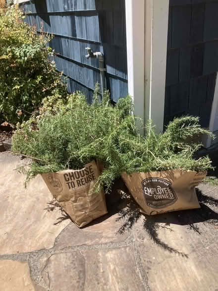 Photo of free rosemary clippings (Mill Valley) #1