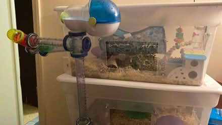 Photo of free Mouse Cage and Gerbil Cage (Danbury) #2