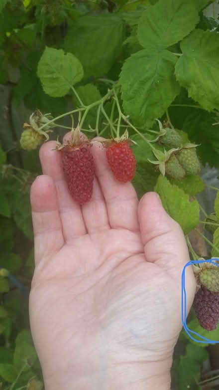 Photo of free Tayberry bush/cane (Parson cross S5) #3
