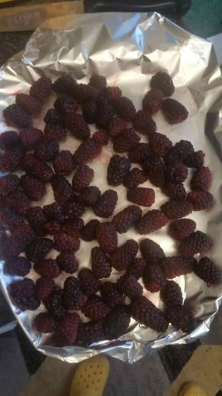 Photo of free Tayberry bush/cane (Parson cross S5) #4