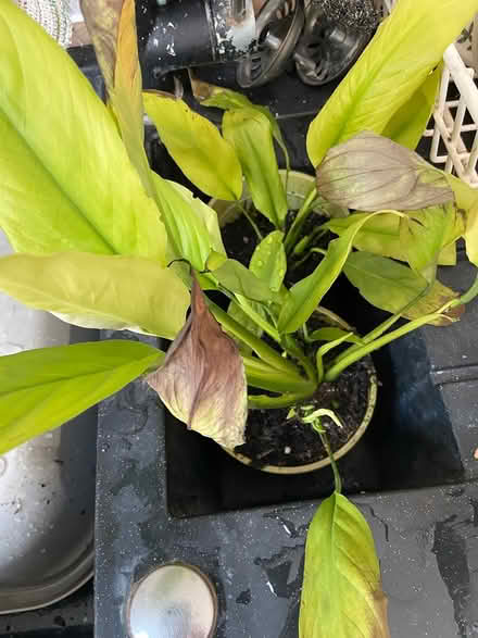 Photo of free Two peace plants (Cromford) #1