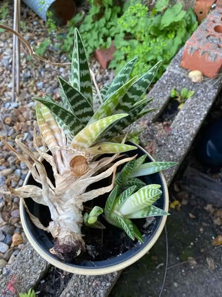 Photo of free Succulents (DE56 Belper) #2