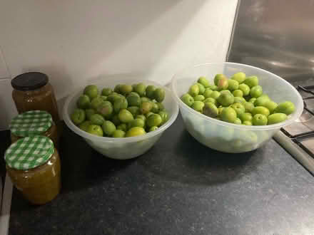 Photo of free Unripe plums (Forest Gate E7 0) #1