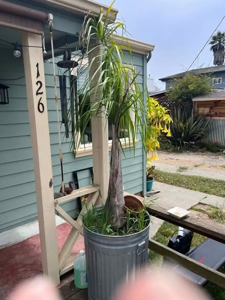 Photo of free Large Palm Needs Home (Pleasure Point) #1