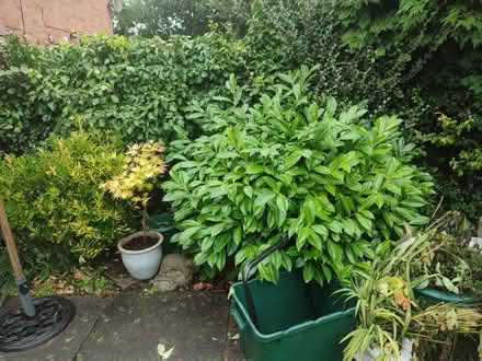 Photo of free Cherry Laurel (Burbage LE10) #1