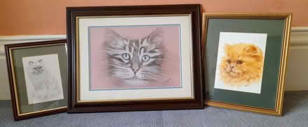Photo of free Cat Pictures (Porth-y-felin LL65) #1