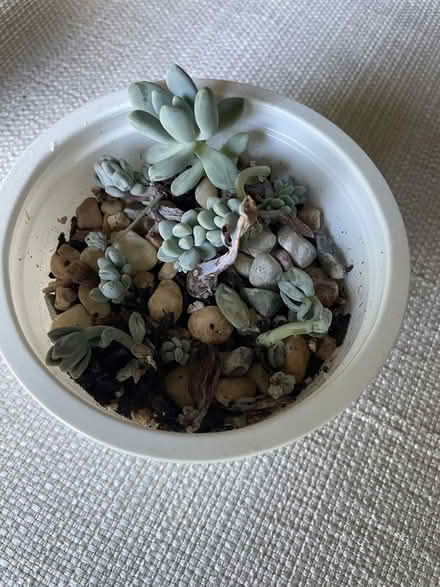 Photo of free succulents in need of TLC & sun (Groton, nr. PO.) #1