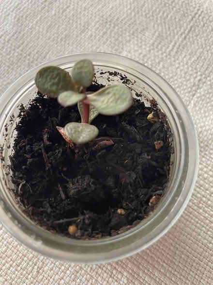 Photo of free succulents in need of TLC & sun (Groton, nr. PO.) #2