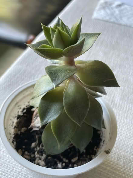 Photo of free succulents in need of TLC & sun (Groton, nr. PO.) #3
