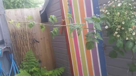 Photo of free Tayberry bush/cane (Parson cross S5) #2