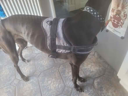 Photo of free Dog Harness for medium and larger dogs (West End LA3) #1